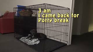 Help puppy stop crying at night in crate  Day 2