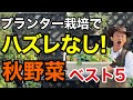 【忖度なし】プランターで育てて本当に良かった秋野菜ベスト5 【園芸超人カーメン君】【ガーデニング】【初心者】