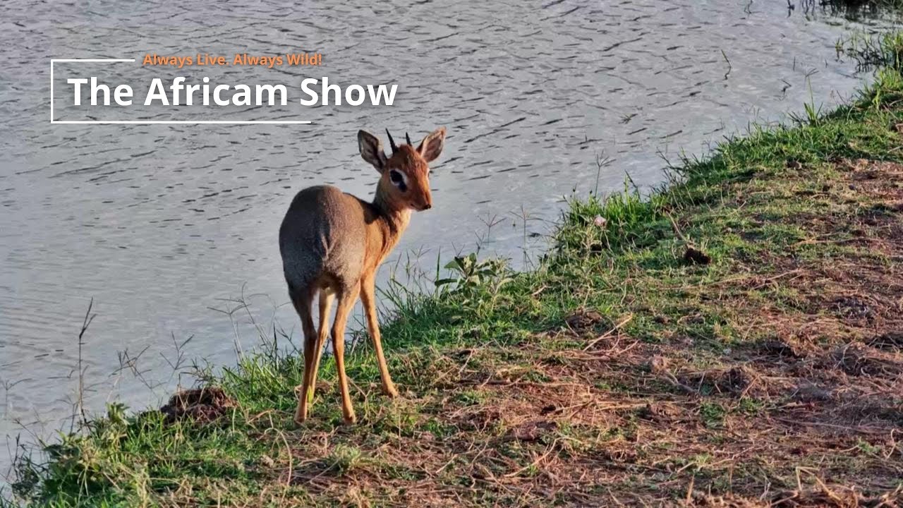 Antelope & Hippos | The Africam Show | November 4 - YouTube