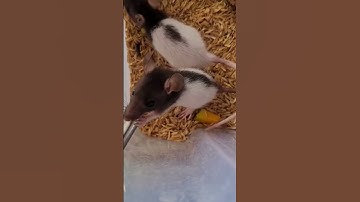 Feeding rats for snakes 🐍