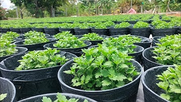 Cập nhật tình hình phát triển của cúc mâm xôi hàng 4 cơi (3 cây 1 chậu) hoa Tết 2025