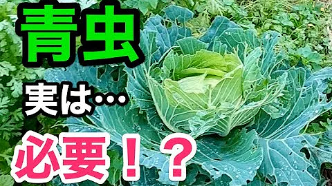 青虫キャベツ Mp3