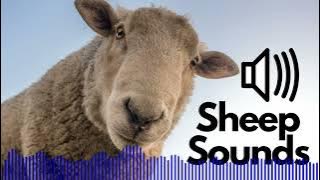 Free Sheep Sound Effects (Baa) | No Copyright