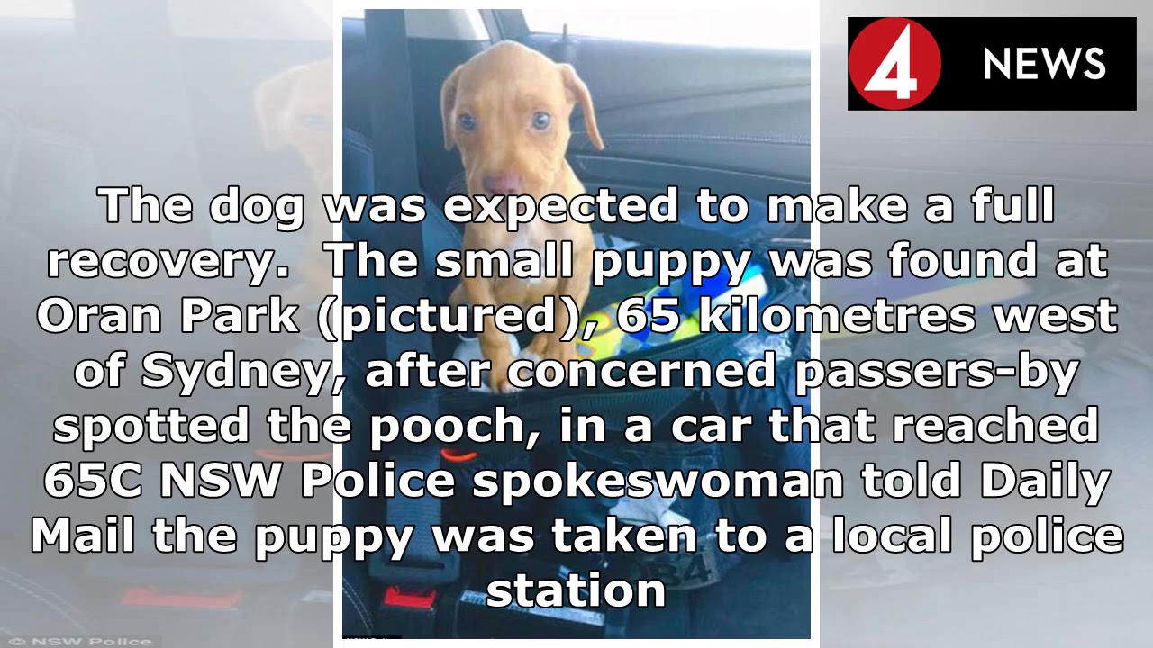 Woman who locked puppy in scorching car charged with animal cruelty ...