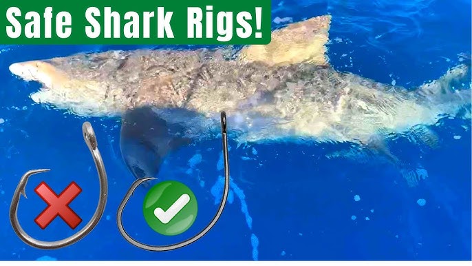 Dehooking a Shark 