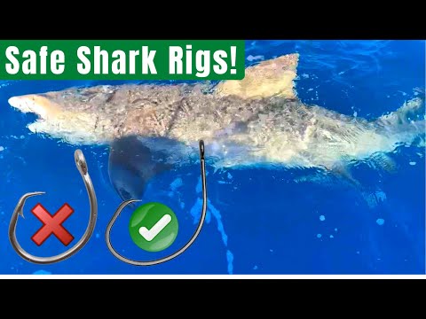 Best Shark Fishing Rigs, How to SAFELY Catch and Release Sharks