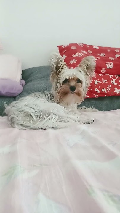 me-dog-name-cookie-shortsyoutube-youtube