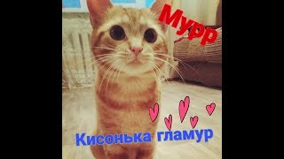 Я кошечка гламур// Курильский бобтейл