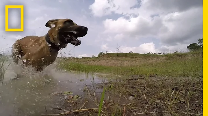 Meet the Dog Trained to Take Down Poachers | Short Film Showcase