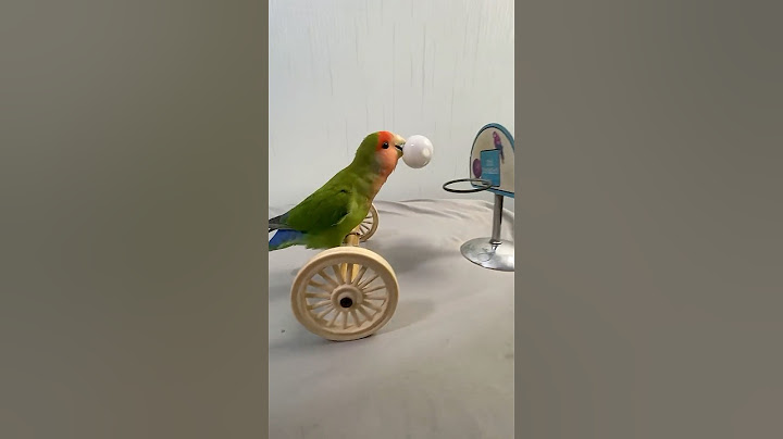 How about combined skills?🦜#cute #training #smartparrots  #pets  #parrot