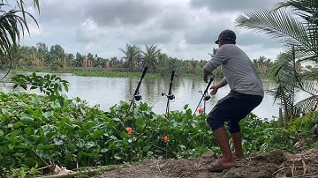 Câu Cá Tra Sông | Cá Ăn Câu Từ Sáng Đến Tối Luôn | Fishing Miền Tây