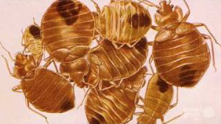 Planet 100 Top 5 Unearthly Insects!
