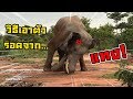 แทง!ดิน วิธีเอาตัวรอดจากช้างตกมัน!! Elephant thailand