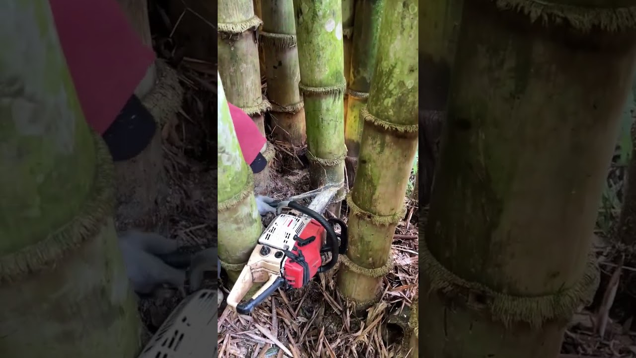 terjepit lagi tebang bambu oetung #automobile #asmrvideo #woodworking