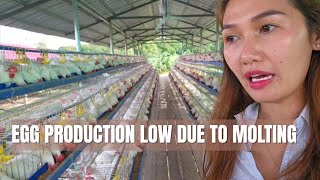 Quick Farm Update | Low Production Because of MOLTING