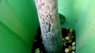 How to Compost?