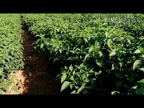 Video: Pasilla Bajío Información: Cómo Cultivar Chiles Pasilla En El Jardín