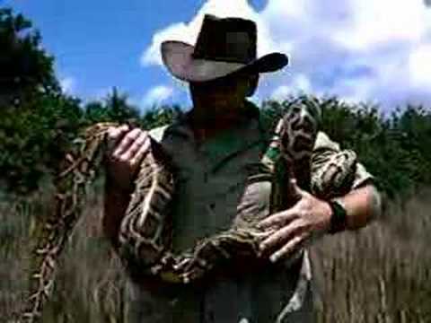 Chief Rowley vs Burmese Python in Fl. Everglades