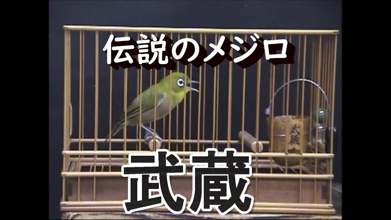 よく 鳴く メジロ