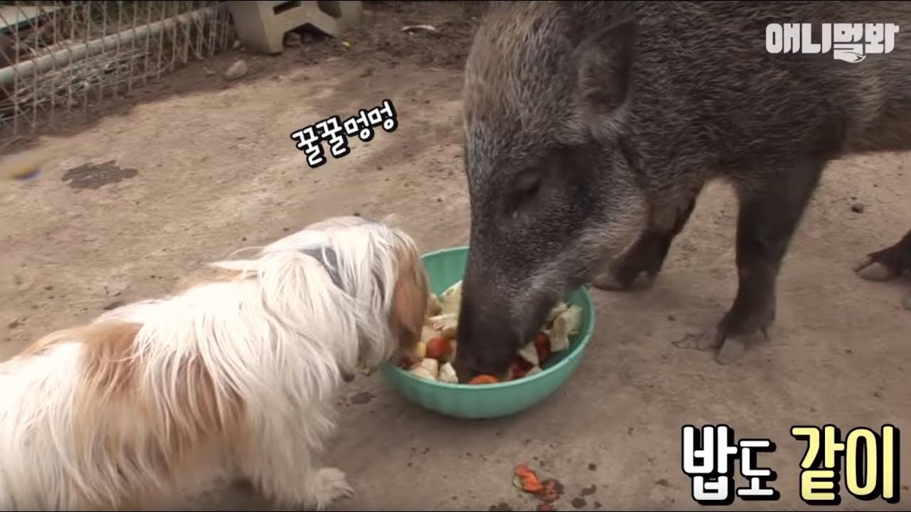 애니멀봐 사모예드 The wild boar and the dog are best friends!