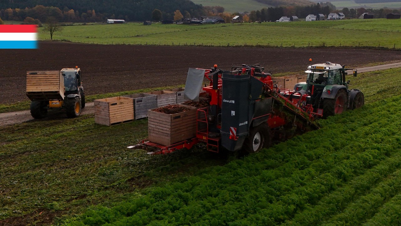 Karottenernte | Fendt 815 Vario TMS // Dewulf GCCI | Luxemburg 2025