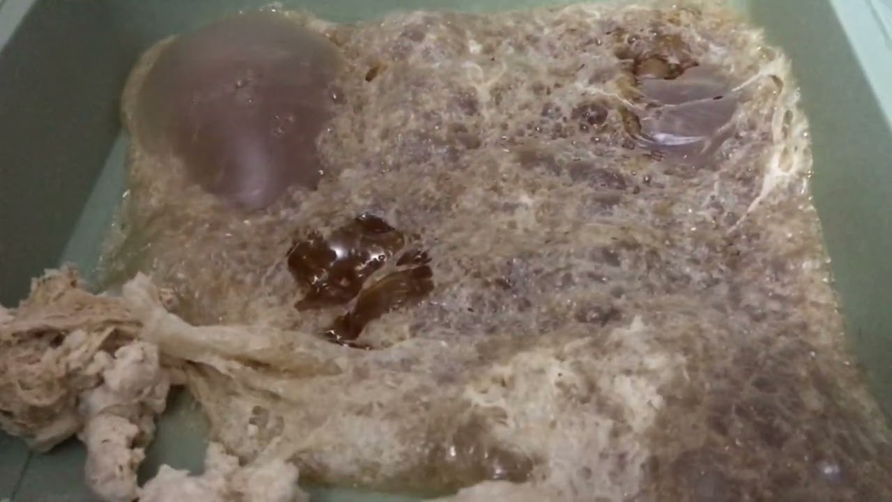 Butane Hash Oil Made on a Closed Loop System.