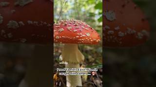 Faerie Caught With A Camera ...On A Toadstool Hunt