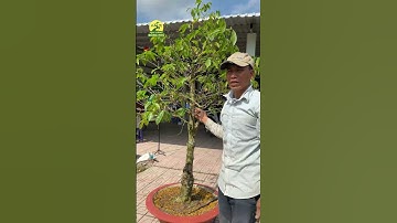 CHỈ 1 VẾT CẮT TỪ CÂY MAI THOÁT THÂN CAO THÀNH CÂY PHÔI LÙN LỰC