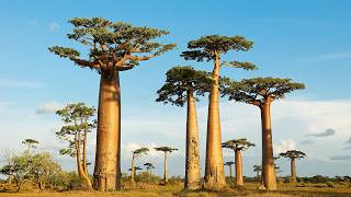Tracking The African Sovereign Debt Market With The Iboxx Lsf Usd African Sovereigns Index