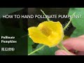 How To Pollinate Pumpkins? 🌼南瓜授粉🐝