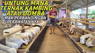 UNTUNG MANA TERNAK DOMBA ATAU KAMBING SIMAK PERBANDINGAN PERAWATANNYA