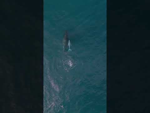 Whale calf breachers