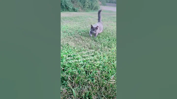 Your vibe is high when animals are attracted to yo...