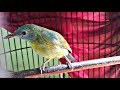 Suara Cucak Kinoi Trotol Belajar Bunyi Pikat Pancingan Ampuh Bikin Kinoy Bahan Cepat Gacor Lot Mp3 - Mp4 Download