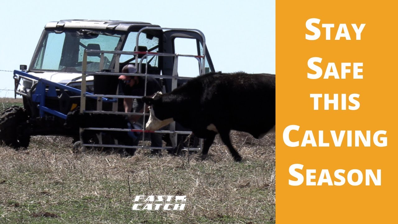 See how calf catcher on utv makes calving season safer. Catch more calves  quickly and safely. 