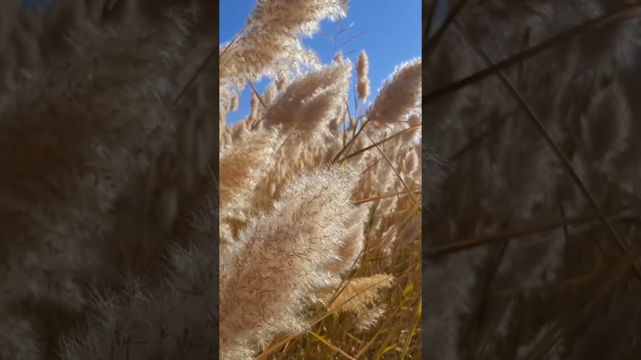 Удивительная природа, во всем есть своя красота #nature #природныепейзажи #природаказахстана