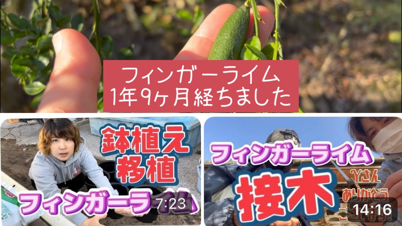 フィンガーライムあれから1年9ヶ月 - YouTube