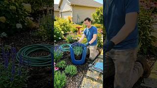 DIY Cement Planter 🌸 Lavender Pot in 60 Seconds