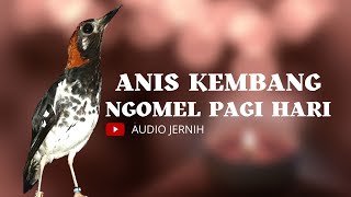 ANIS KEMBANG , PUNGLOR KEMBANG , NGEPLONG DENGAN KOMBINASI NGECIS BETINA BINAL