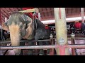 Feeding elephants 🐘 in Pattaya Nongnooch garden