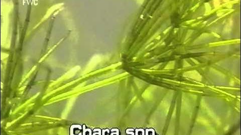 How to identify Muskgrass Chara spp.