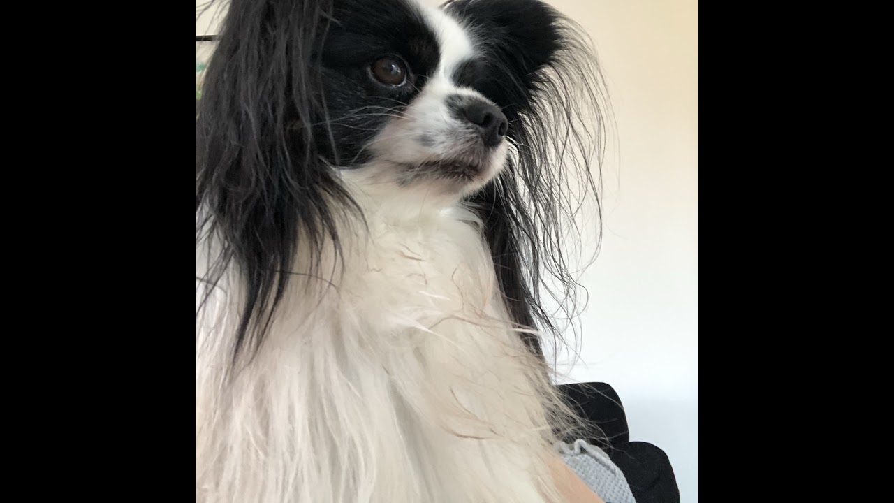 Live streaming of Mads Normand