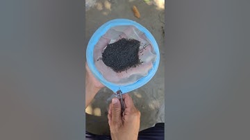 Vớt Lăng Quăng Cho Cá Ăn #Skyguppy #Betta