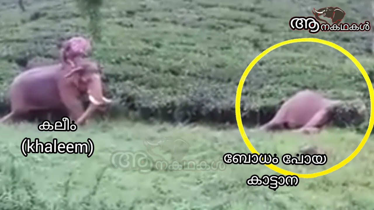      Anamala kalim Elephant video  Elephant attack sree 4