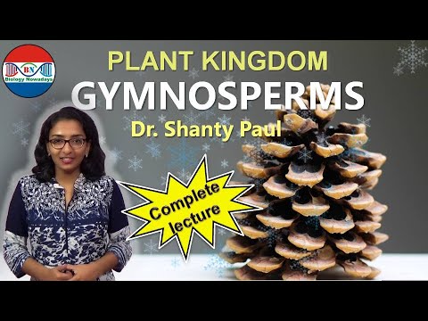 Gymnosperms | Plant kingdom