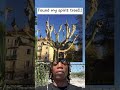 Found my spirit tree!!!