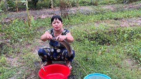 Cắm Câu Cá Lóc Vào Mùa Nước Nổi 