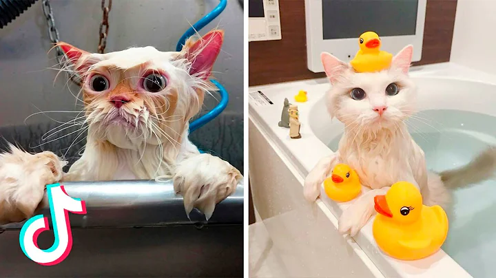 Watch the video about Funny Cats Bathing Compilation | Cats That Loves Bath and Cats that Hate Baths | Cats and Shower.