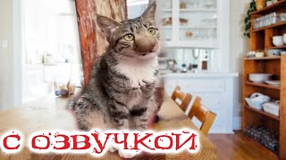 Приколы С Котами! Кот Против Пчелы !!! Смешные Коты С Озвучкой! Самые Смешные Животные!