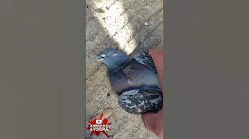 Наткнулся на мертвого голубя!?